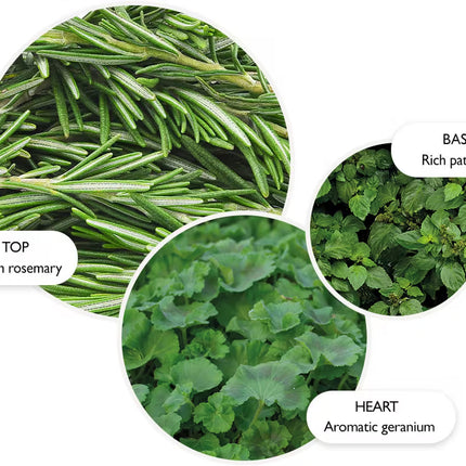 REVIVING ROSEMARY PERFUME OIL ROLL-ON